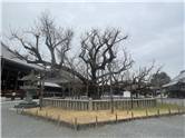 京都_20260227_浄土真宗本願寺派（西本願寺）_009.jpg
