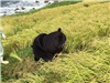 くまモン