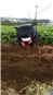 くまモン