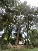 MeijiJingu_20250731_009