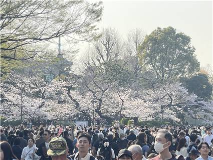 上野の桜