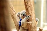 koala_20250622_001