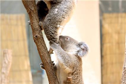 koala_20250622_009