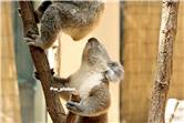 koala_20250622_012