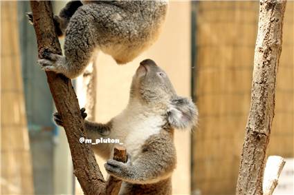 koala_20250622_012