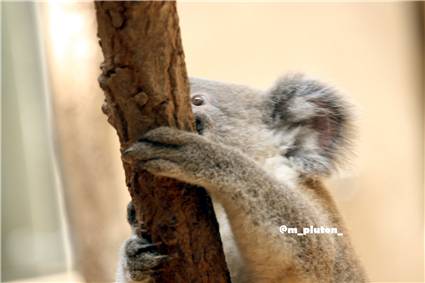 koala_20250622_013