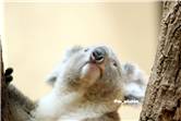 koala_20250622_021