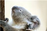 koala_20250622_025
