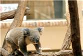 koala_20250622_029
