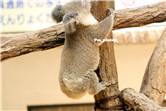 koala_20250622_030