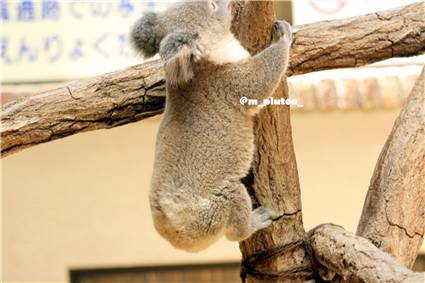 koala_20250622_030