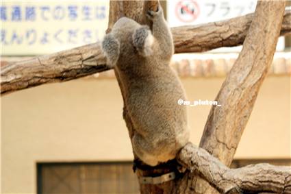 koala_20250622_031
