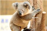 koala_20250622_035
