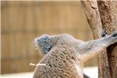 koala_20250622_039