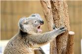 koala_20250622_040