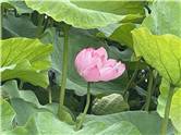 不忍池　蓮の花
