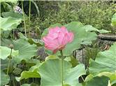 不忍池　蓮の花