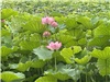 不忍池　蓮の花
